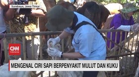 VIDEO: Mengenal Ciri Sapi Berpenyakit Mulut dan Kuku