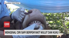 VIDEO: Mengenal Ciri Sapi Berpenyakit Mulut dan Kuku