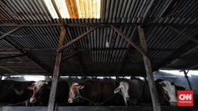 86 Warga Gunungkidul Terjangkit Antraks Usai Konsumsi Sapi Mati Sakit