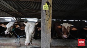 8 Ribu Sapi di 23 Daerah Jawa Timur Terinfeksi PMK