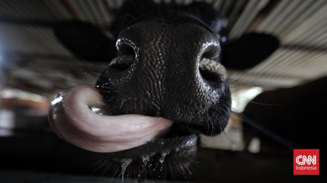 Pengusaha sapi di Depok justru meraup keuntungan di tengah merebaknya penyakit kuku dan mulut. Berikut alasannya.