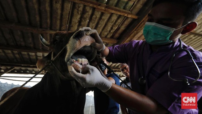 Kementerian Pertanian (Kementan) melaporkan 116 ribu ekor sapi terpapar penyakit mulut dan kuku (PMK).