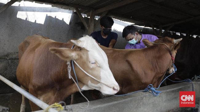 Ratusan sapi yang dikirim dari NTT menuju DKI Jakarta masih tertahan di Surabaya akibat wabah PMK.