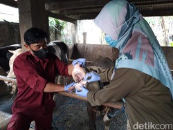 Belasan Sapi Boyolali yang Terjangkit Penyakit Mulut-Kuku Membaik