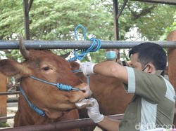 Jelang Idul Adha, Mobil Angkut Sapi Disemprot Disinfektan di Dompu