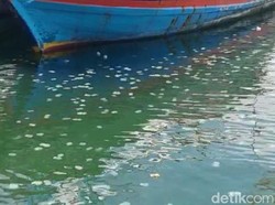 Fenomena Ubur-ubur Serbu Pantai Probolinggo Bikin Nelayan Tak Melaut