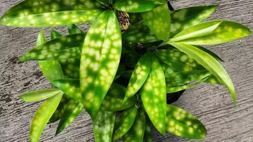 TIPS MERAWAT TANAMAN HIAS BAMBU JEPANG