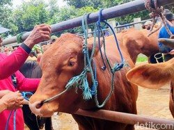 Tertibkan Ternak, Pemkab Aceh Jaya Bikin Padang Gembala