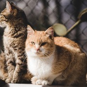 Dianggap Hama dan Ancam Spesies Asli, Pemerintah Australia Akan Basmi Kucing Liar dengan Racun