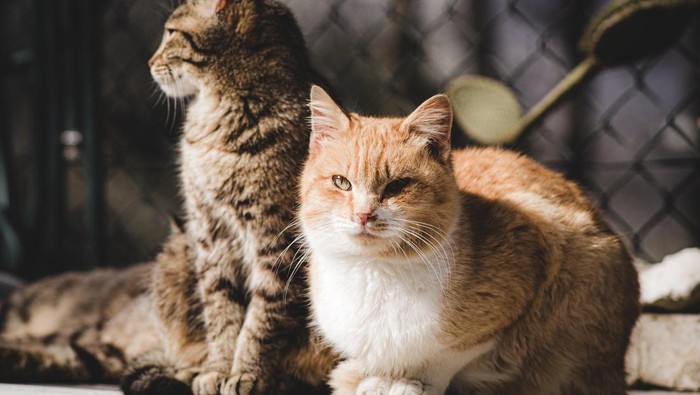 Dianggap Hama dan Ancam Spesies Asli, Pemerintah Australia Akan Basmi Kucing Liar dengan Racun