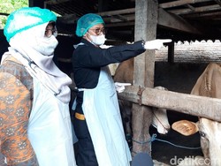 Mentan Klaim Wabah Penyakit Mulut dan Kuku Bisa Diatasi