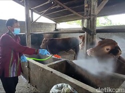 Kandang dan Pasar Sapi Lamongan Dijaga Ketat-Disemprot Disinfektan Cegah PMK