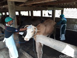 Ramuan Kunyit hingga Temu Ireng Dipercaya Bisa Sembuhkan Sapi PMK