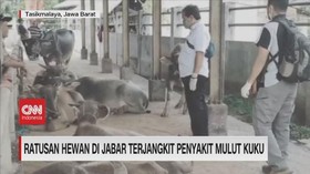 VIDEO: Ratusan Hewan di Jabar Terjangkit Penyakit Mulut Kuku