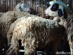 Kambing di Lamongan Mulai Terserang Penyakit Mulut dan Kuku