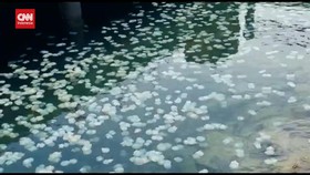 VIDEO: Kawanan Ubur-ubur Penuhi Pantai Dan Area Pelabuhan Probolinggo