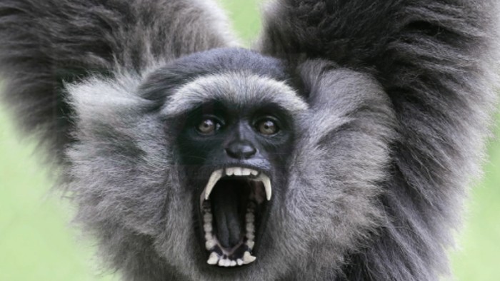 Inspiratif! Ibu Asal Sukabumi Ini Dedikasikan Hidupnya untuk Selamatkan Owa Jawa yang Hampir Punah