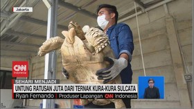 VIDEO: Sehari Menjadi Peternak Kura-Kura Sulcata