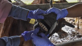 16 Sapi Terpapar PMK di Sumsel, 4 Ekor Mati