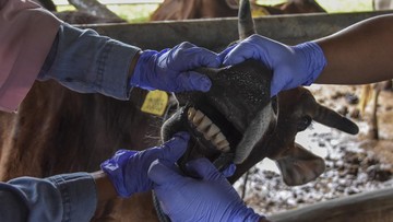 16 Sapi Terpapar PMK di Sumsel, 4 Ekor Mati Sebanyak 16 ekor sapi ternak di Sumatera Selatan (Sumsel) terpapar virus penyakit mulut dan kuku (PMK), empat ekor di antaranya mati.