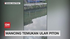 VIDEO: Mancing Temukan Piton, Youtuber Diserang Ular Sanca
