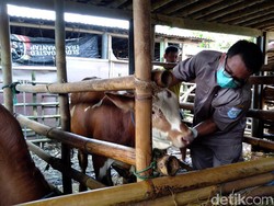 10 Sapi di Blora Positif Penyakit Mulut-Kuku, Pemkab: Zona Merah