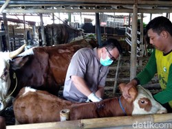 Waspada! Penyakit Mulut dan Kuku Marak di 15 Provinsi Ini