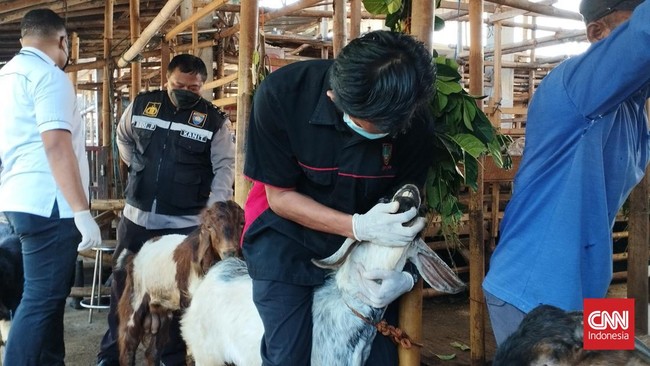Kementan mencatat virus PMK telah menyebar di 15 provinsi hingga 17 Mei 2022.
