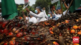 Petani Kalteng Gelar Aksi Bakar Buah Sawit