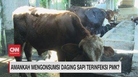 VIDEO: Amankah Mengonsumsi Daging Sapi Terinfeksi PMK?