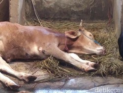 Penyakit Mulut dan Kuku Ternak Mulai Bikin Ekonomi RI Waswas