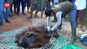 VIDEO: 3 Bulan Bekeliaran Di Kebun Warga, 1 Orang Utan Dievakuasi