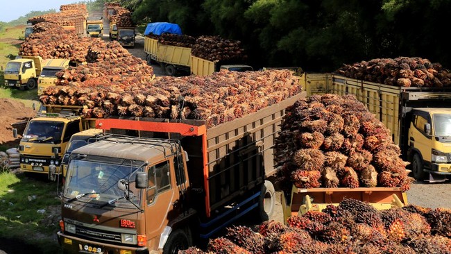 Harga referensi produk minyak kelapa sawit untuk penetapan bea keluar dan pungutan ekspor naik 5,86 persen ke US1,02 per MT pada 16 Juli - 31 Juli 2023.