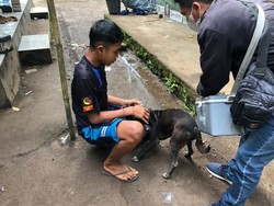 Rabies di Jembrana Mengganas, Korban Balita hingga Ketua DPRD