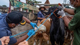 Kementan Ungkap Langkah Pengendalian Lalin Hewan Ternak Rentan PMK