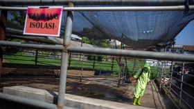 Dua Kecamatan di Surabaya Lockdown Usai Ditemukan Kasus PMK