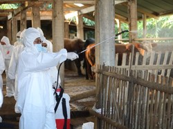 Penyakit Kuku dan Mulut Mewabah, Pemerintah Sebar Obat-obatan dan APD