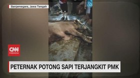 VIDEO: Peternak Potong Sapi Terjangkit PMK