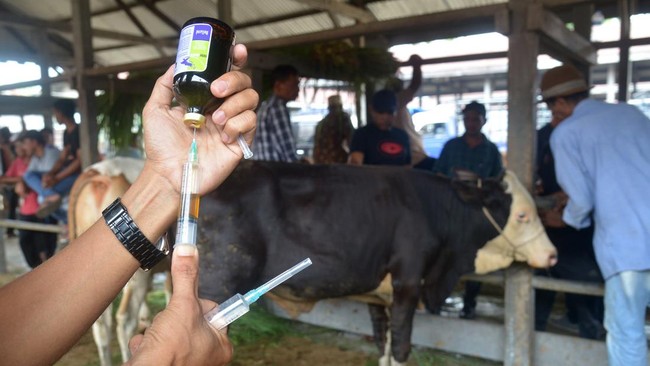 Kementerian Pertanian menyebutkan sebanyak 1.012.114 ekor hewan ternak khususnya sapi telah mendapatkan vaksinasi PMK.