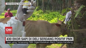 VIDEO: 430 Ekor Sapi di Deli Serdang Positif PMK