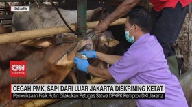 VIDEO: Cegah PMK, Sapi Dari Luar Jakarta Diskrining Ketat