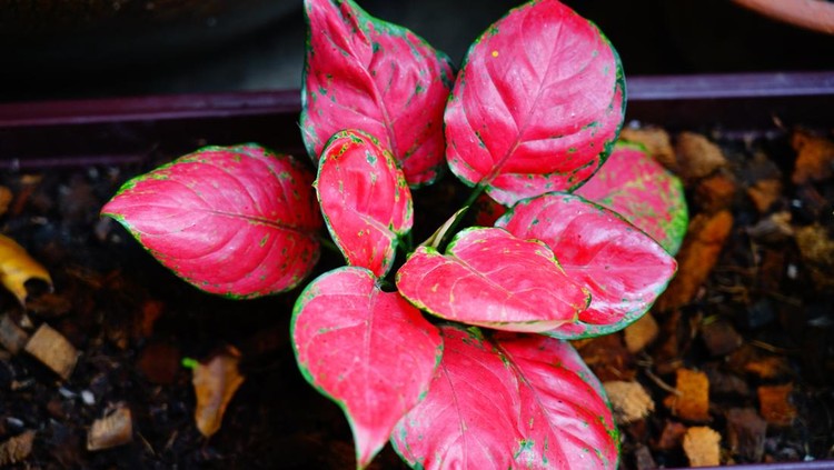 Ilustrasi aglaonema Ilustrasi aglaonema