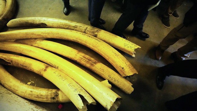 FOTO: Melihat Timbunan Gading Gajah Sitaan di Zimbabwe