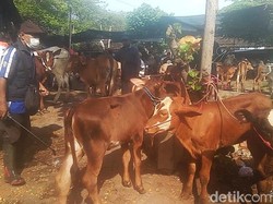79 Sapi di Pasuruan Terjangkit PMK, Warga Diminta Jangan Panic Selling