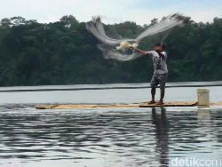 Viral Ikan Raksasa di Ranu Pakis Lumajang, Ini Penjelasan Sebenarnya