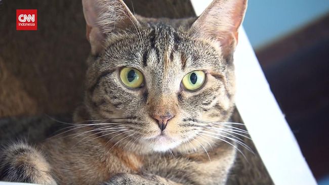 Studi terbaru menyebut kucing memiliki kemampuan pengenalan bahasa, termasuk menghafal nama teman-temannya.