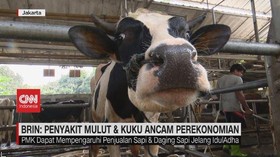VIDEO: BRIN: Penyakit Mulut & Kuku Ancam Perekonomian