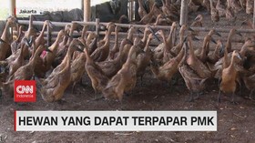 VIDEO: Hewan yang Dapat Terpapar PMK