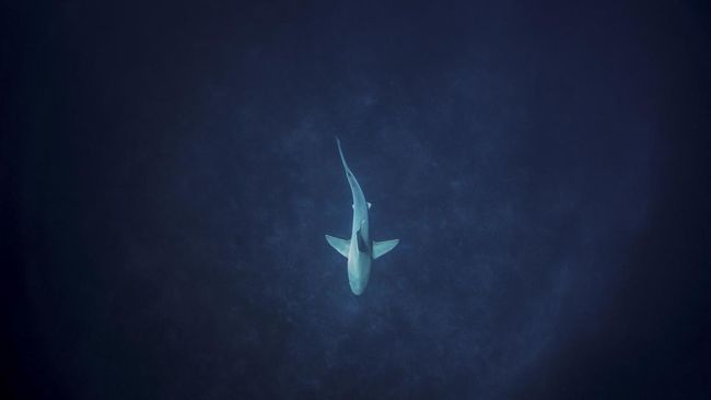 Kejadian Langka, Hiu 3 Meter Serang Turis Lansia di Pantai Tobago