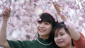 Bunga Sakura Jepang Mekar Lebih Cepat Gara-gara Ulah Manusia